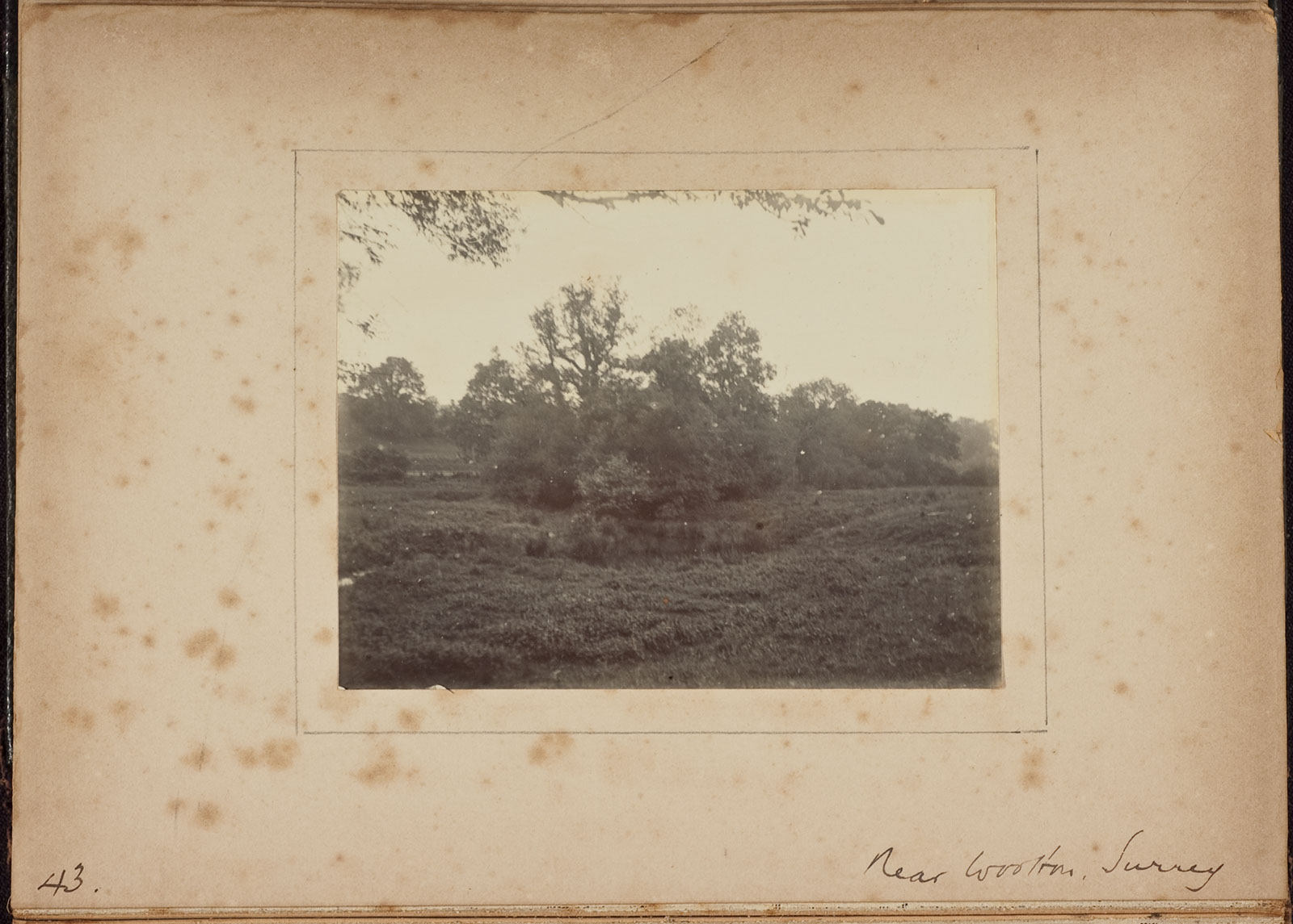 Albumen_43