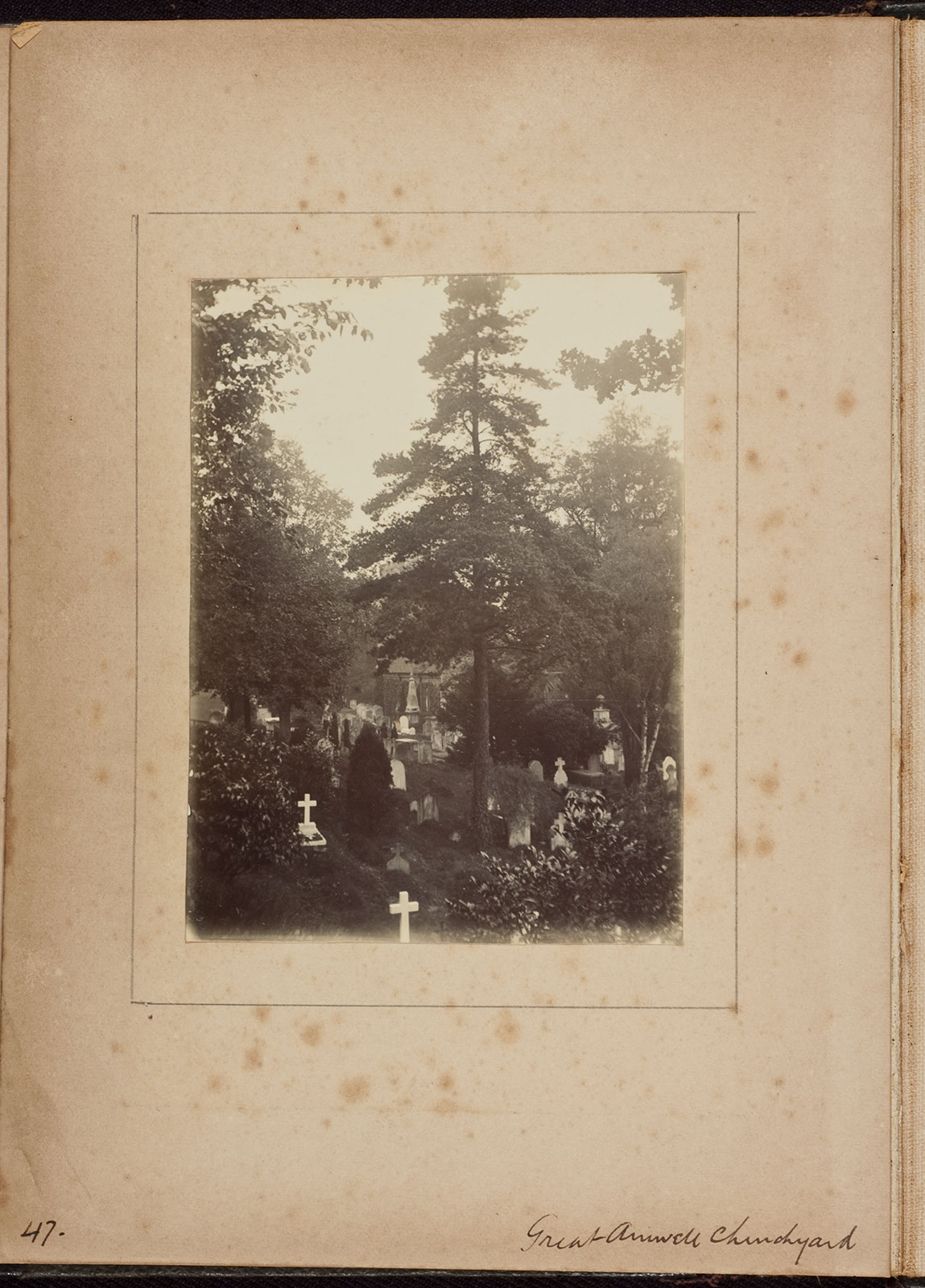 Albumen_47